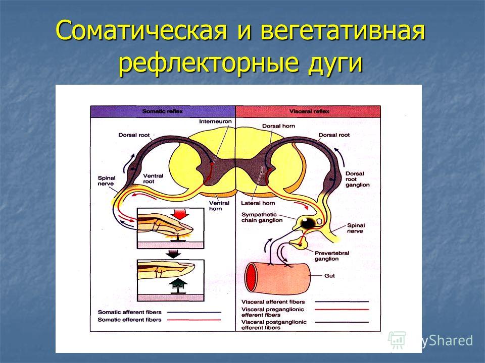 Соматическая рефлекторная дуга схема