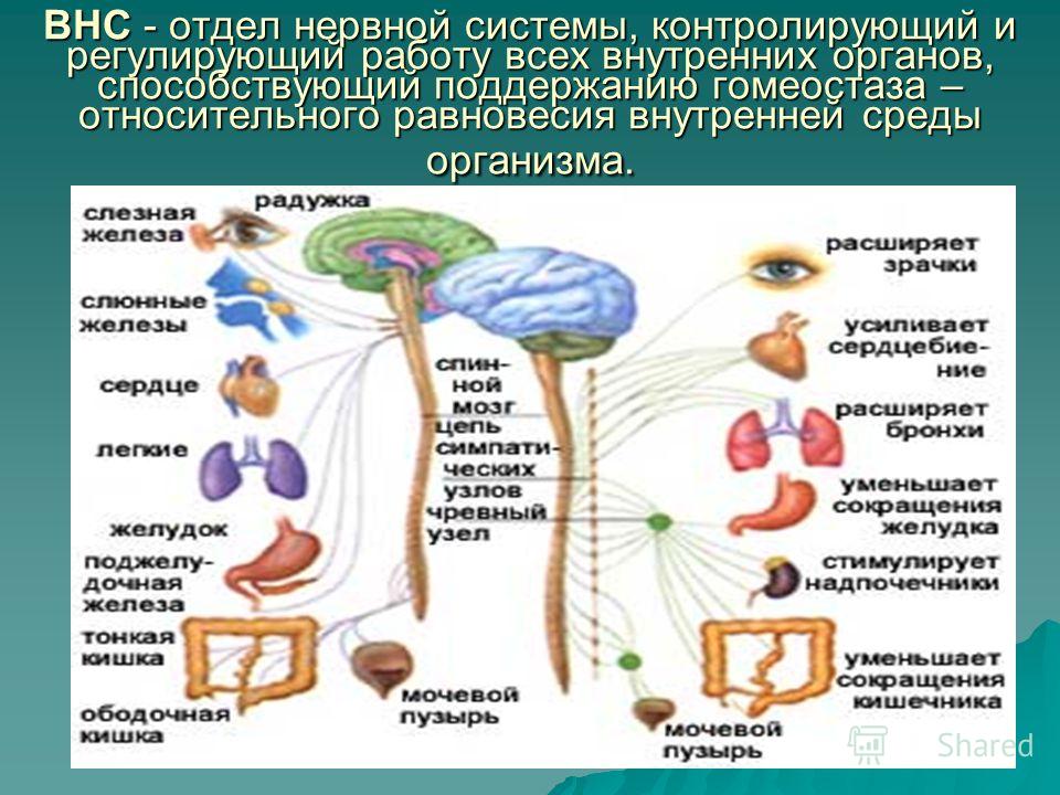 Какая система регулирует работу органов. Отдел нервной системы регулирующий работу внутренних органов. Вегетативная нервная система регулирует. Гомеостаз нервной системы. Расстройство вегетативной нервной системы.