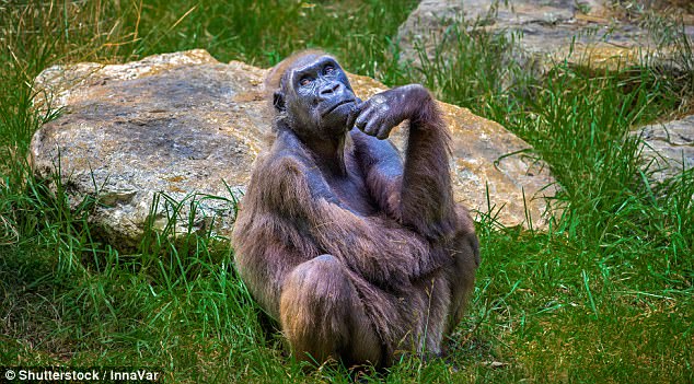 Researchers found that our brains can operate much like those of monkeys if we just stop talking to ourselves ¿ whether it is silently or out loud