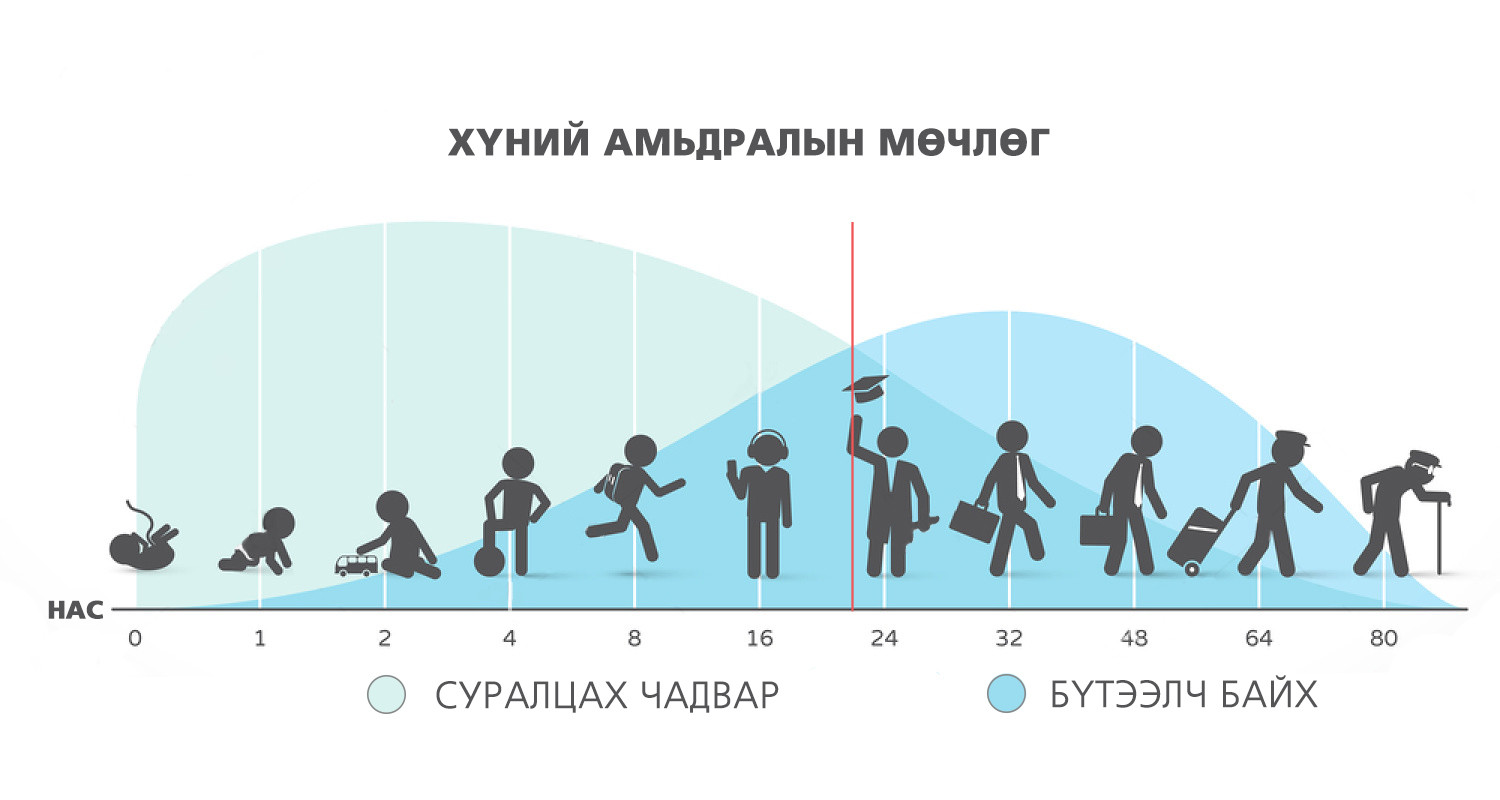 Жизненный цикл человека схема