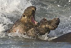 Elephant seals fighting.jpg