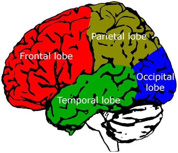 Figure 2 - The lobes of the brain.