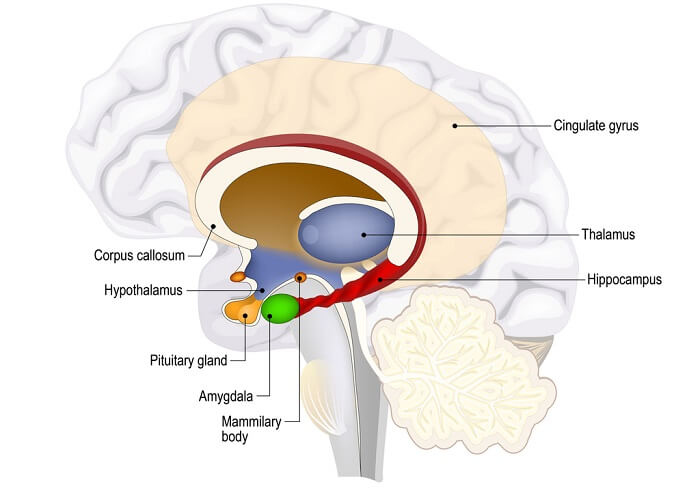 diagram of limbic system
